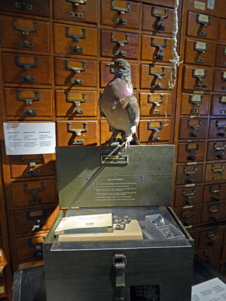P1030796.JPG - A pigeon with the small message containing ampoules to be attached to a leg.